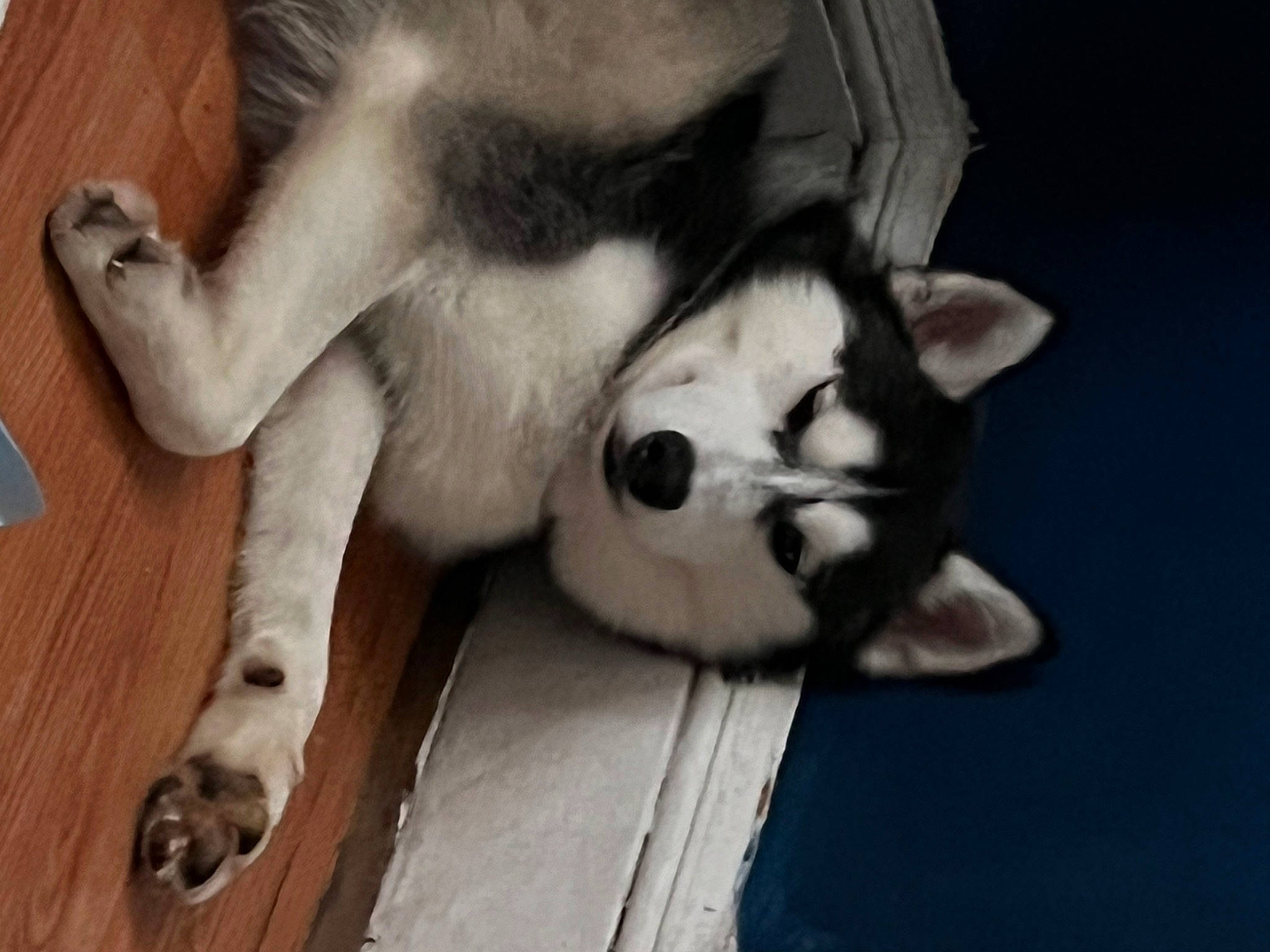 Lance is registered to the contest to win money with this photo: ancient_dog_breeds, canidae, canis, carnivore, companion_dog, dog, dog_breed, flooring, fur, non_sporting_group, paw, siberian_husky, sled_dog, snout, sporting_group, tail, whiskers, wood, working_animal, working_dog