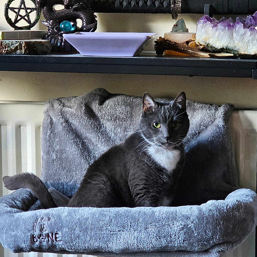 Misty Moo