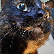 Pumpkin is registered to the contest to win money with this photo: cat, close_up, tortoiseshell, whiskers, fur, face, eye, pet, animal, curious, indoor, muzzle, nose, portrait, feline, attention, soft_light, background_blur, domestic_cat, close_shot