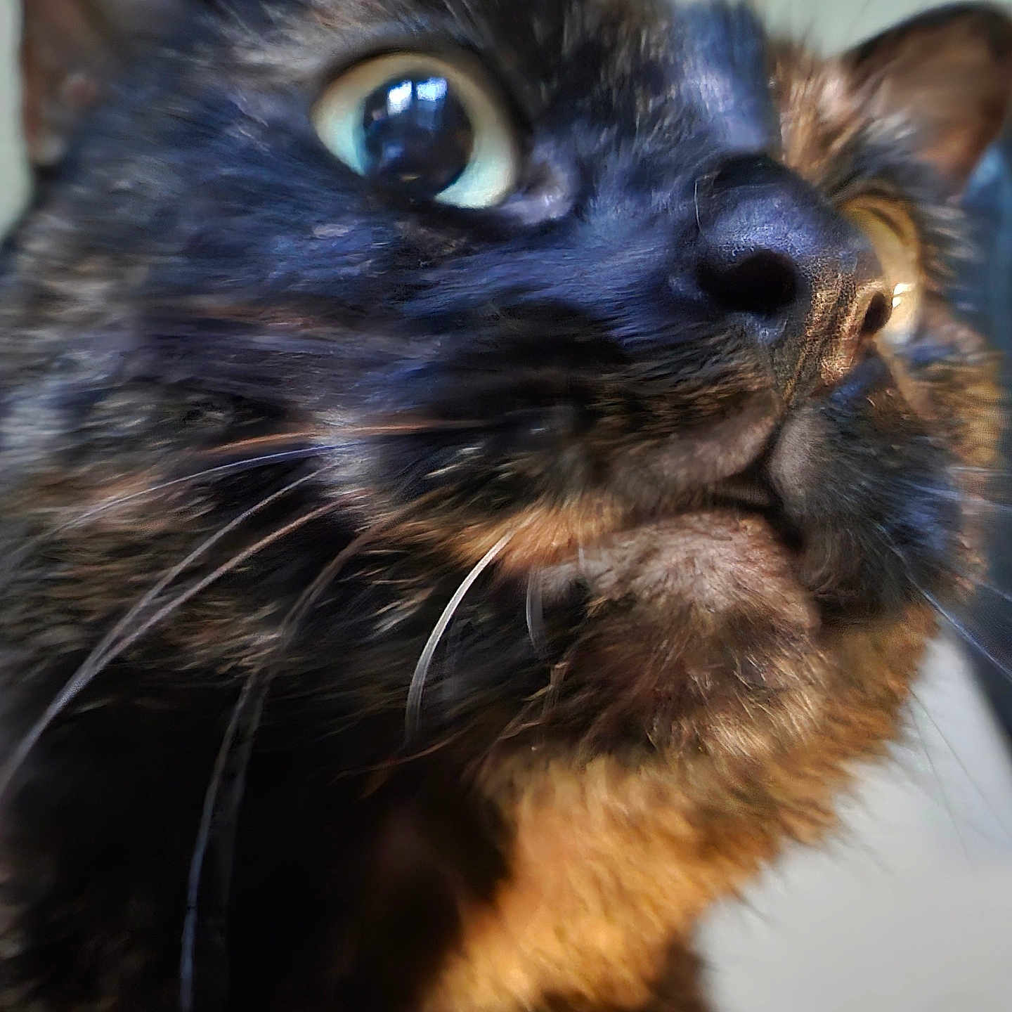 Pumpkin is registered to the contest to win money with this photo: animal, attention, background_blur, cat, close_shot, close_up, curious, domestic_cat, eye, face, feline, fur, indoor, muzzle, nose, pet, portrait, soft_light, tortoiseshell, whiskers