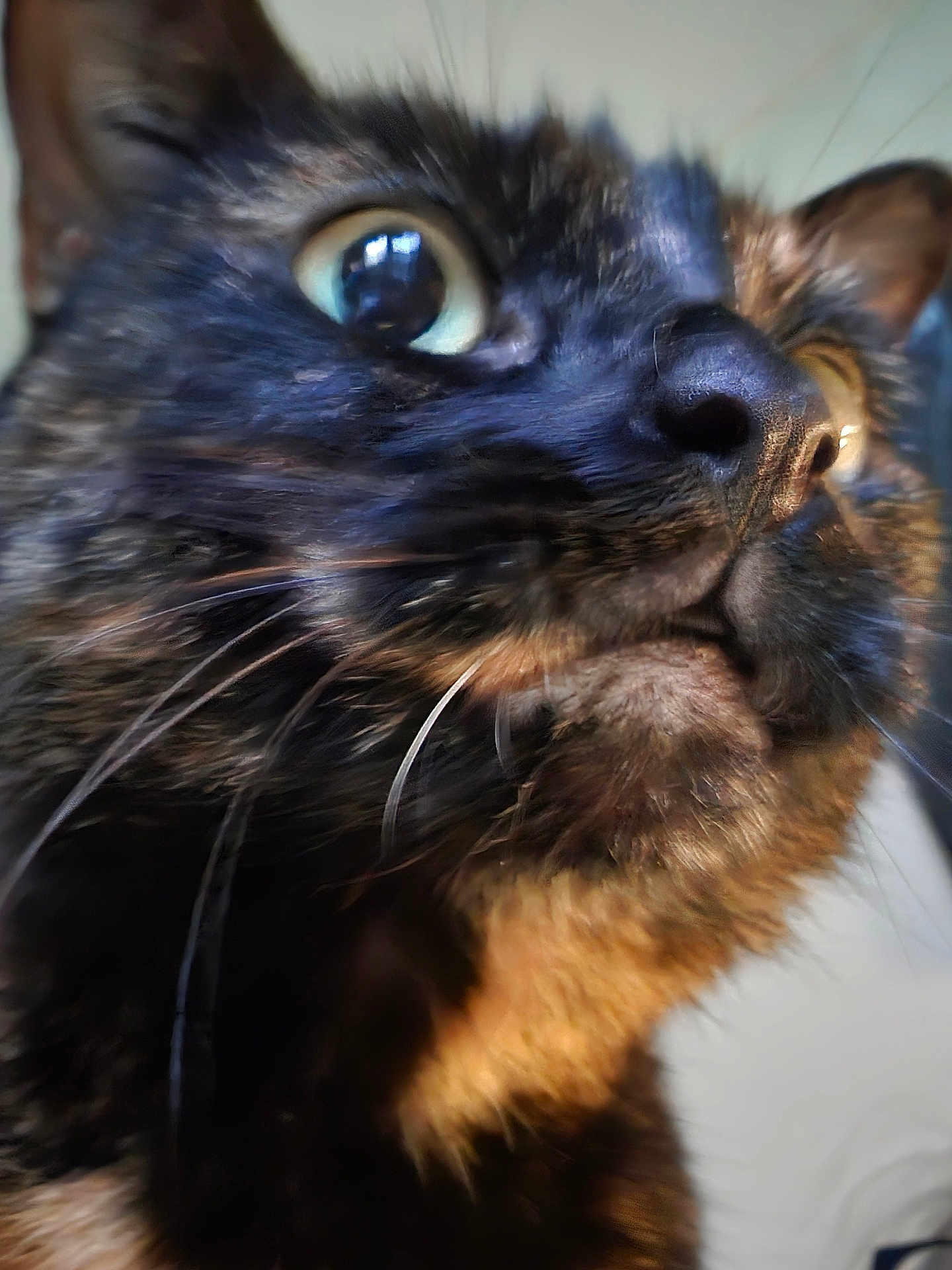 Pumpkin is registered to the contest to win money with this photo: cat, close_up, tortoiseshell, whiskers, fur, face, eye, pet, animal, curious, indoor, muzzle, nose, portrait, feline, attention, soft_light, background_blur, domestic_cat, close_shot