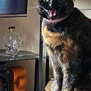 Pumpkin Pie is registered to the contest to win money with this photo: animal, cat, curious, decor, domestic, ears, eyes, feline, fur, glass_bottle, indoor, living_room, mouth, pet, shelf, sitting, tail, tortoiseshell, whiskers, wooden_surface