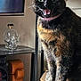 animal, cat, curious, decor, domestic, ears, eyes, feline, fur, glass_bottle, indoor, living_room, mouth, pet, shelf, sitting, tail, tortoiseshell, whiskers, wooden_surface