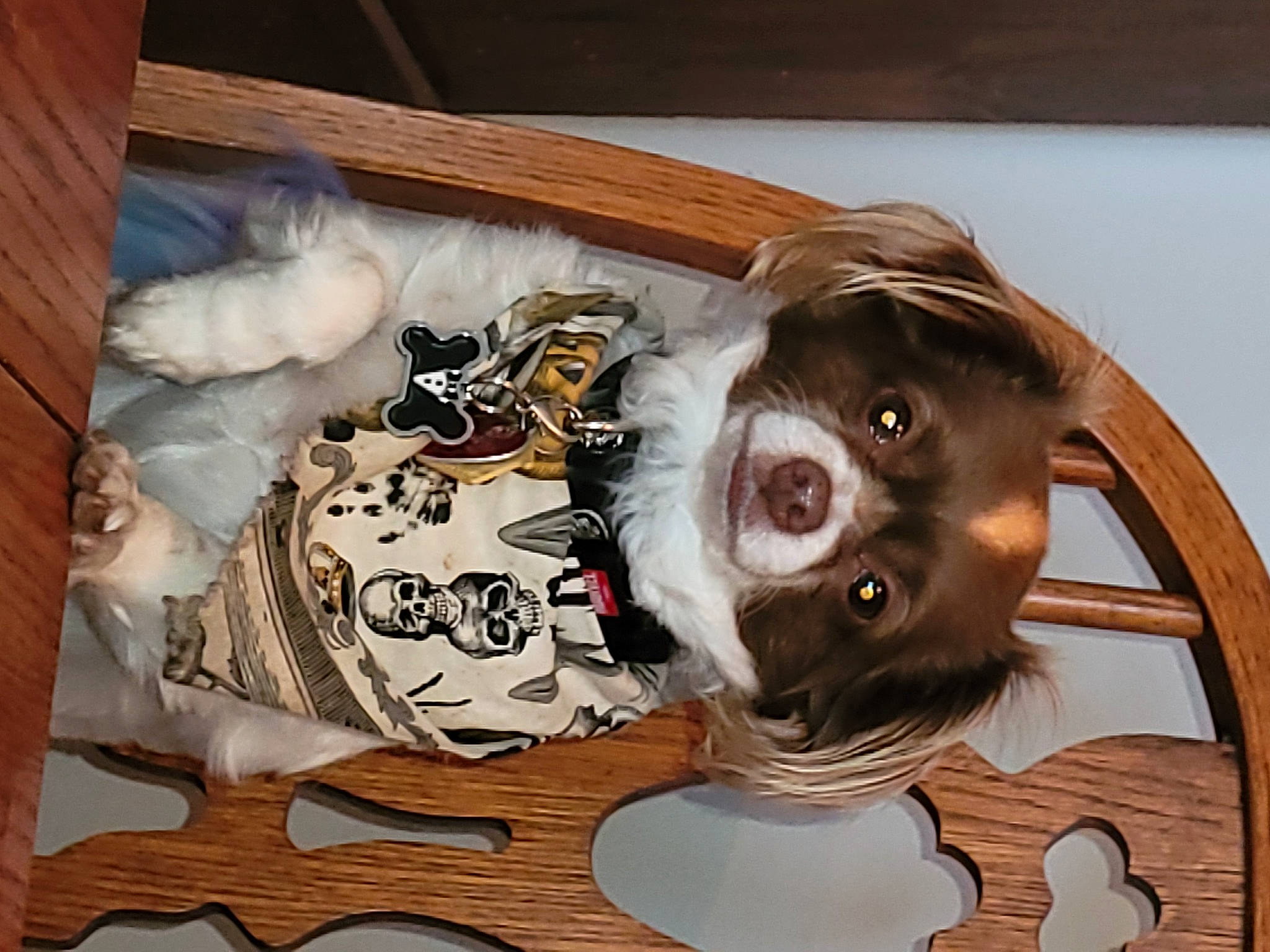 Snickers is registered to the contest to win money with this photo: art, canidae, carnivore, companion_dog, dog_breed, fawn, fur, hardwood, jaw, paint, painting, personal_protective_equipment, picture_frame, sculpture, snout, sporting_group, visual_arts, whiskers, wood, working_animal