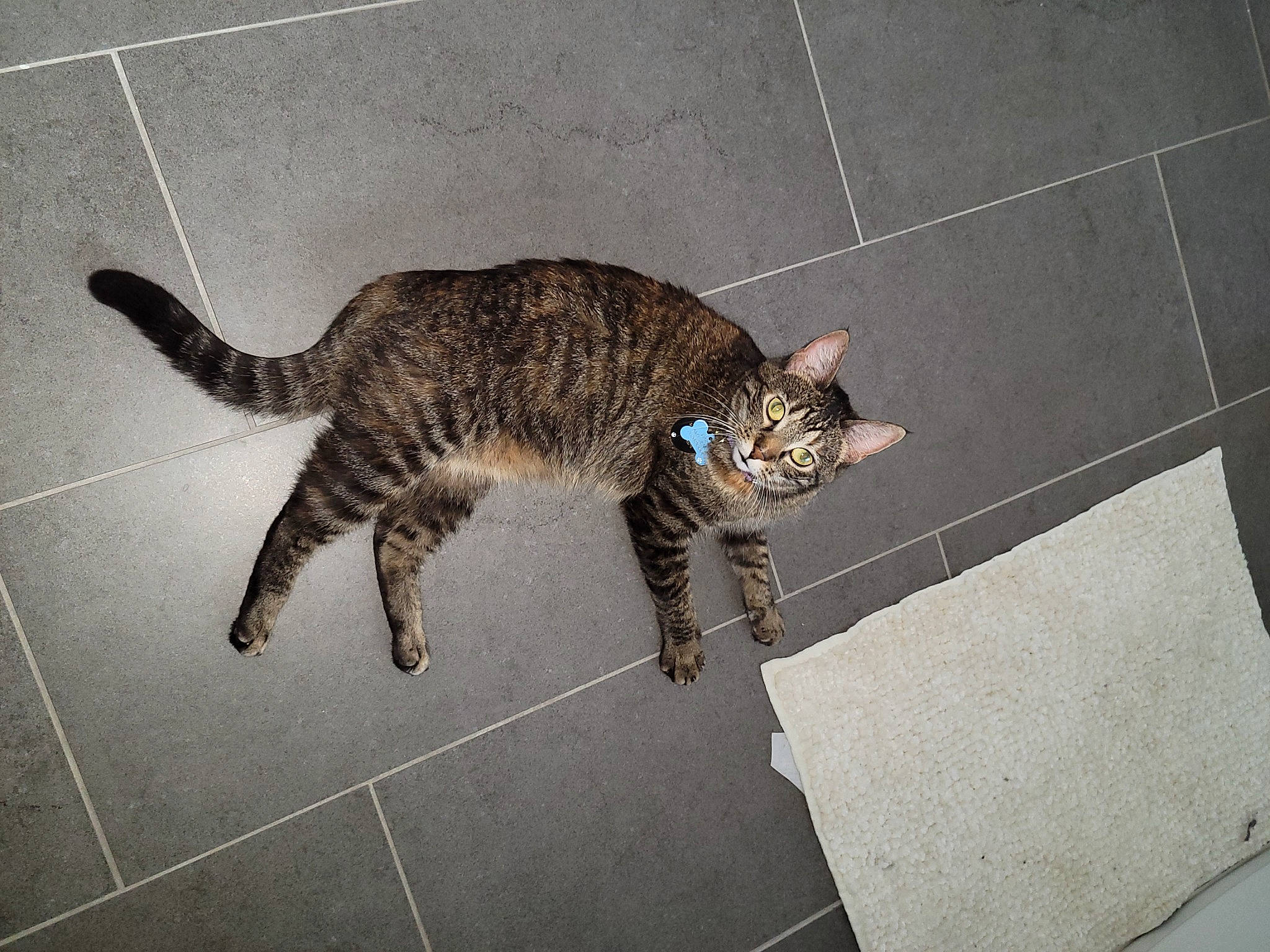 Dasiy is registered to the contest to win money with this photo: asphalt, carnivore, cat, claw, domestic_short_haired_cat, felidae, floor, flooring, fur, grey, metal, paw, road_surface, shadow, small_to_medium_sized_cats, snout, tail, terrestrial_animal, whiskers, wood