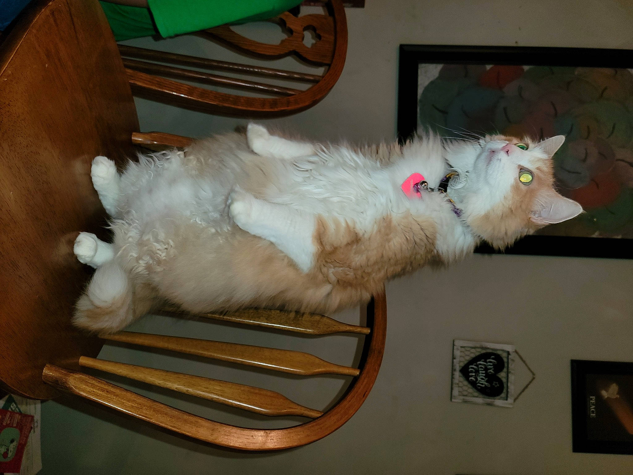 Rapunzel is registered to the contest to win money with this photo: carnivore, cat, collar, dog_breed, domestic_short_haired_cat, fang, fawn, felidae, fur, paw, picture_frame, small_to_medium_sized_cats, tail, whiskers, wood