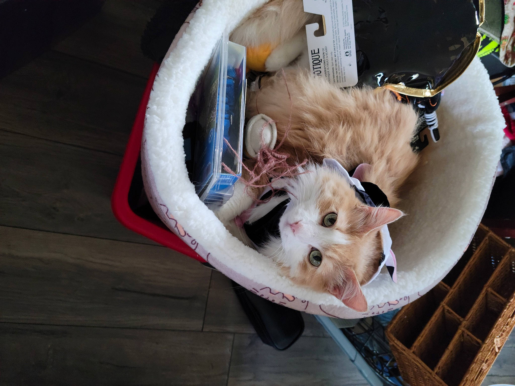 Rapunzel is registered to the contest to win money with this photo: bag, basket, box, canidae, carnivore, cat, chair, collar, companion_dog, dog_breed, fashion_accessory, fawn, felidae, fur, luggage_and_bags, small_to_medium_sized_cats, snout, sporting_group, whiskers, wood