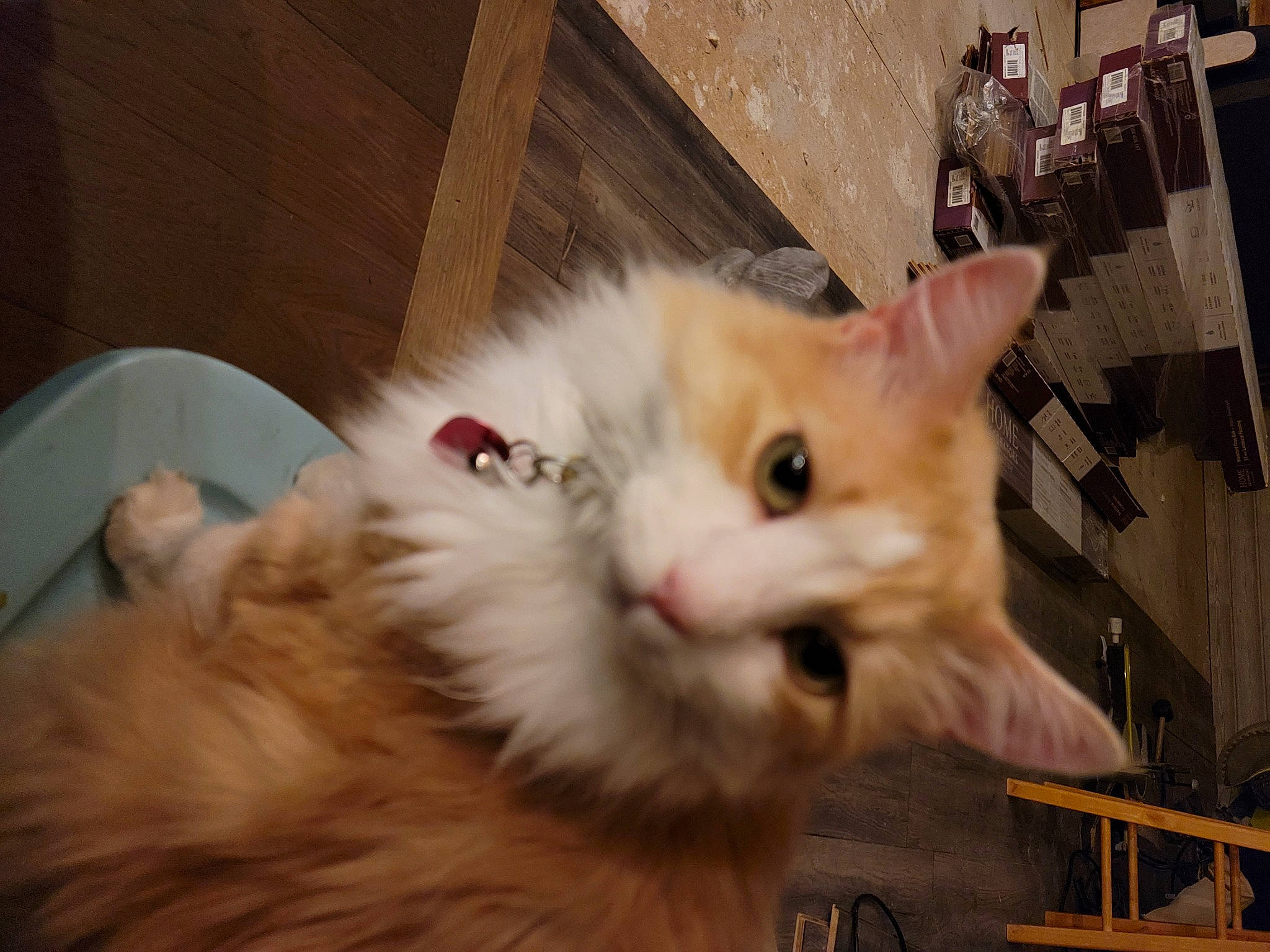 Rapunzel is registered to the contest to win money with this photo: carnivore, cat, claw, fawn, felidae, fur, paw, small_to_medium_sized_cats, tail, whiskers, wood