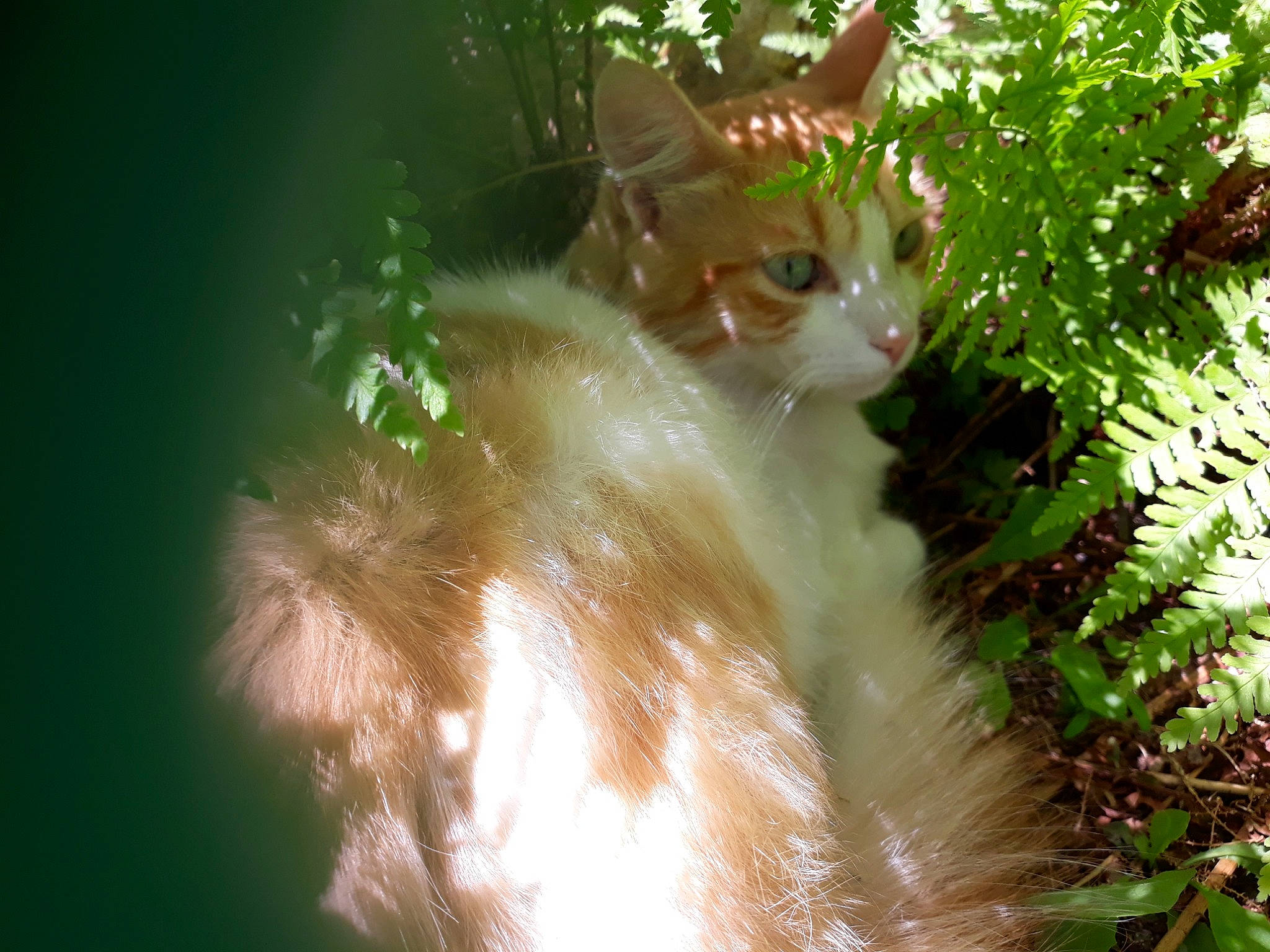 Grabouille participe au concours pour gagner de l'argent avec cette photo : aegean_cat, american_wirehair, carnivore, cat, fawn, felidae, fur, grass, green, norwegian_forest_cat, organism, plant, small_to_medium_sized_cats, sunlight, tree, turkish_van, whiskers, wildlife