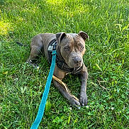 Aîka a rejoint le concours — aidez-le/la à gagner de superbes lots ! dog, grass, leash, stick, outdoor, nature, pet, canine, greenery, sunlight, harness, animal, resting, paw, summer, park, field, playful, closeup, daytime