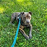 dog, grass, leash, stick, outdoor, nature, pet, canine, greenery, sunlight, harness, animal, resting, paw, summer, park, field, playful, closeup, daytime