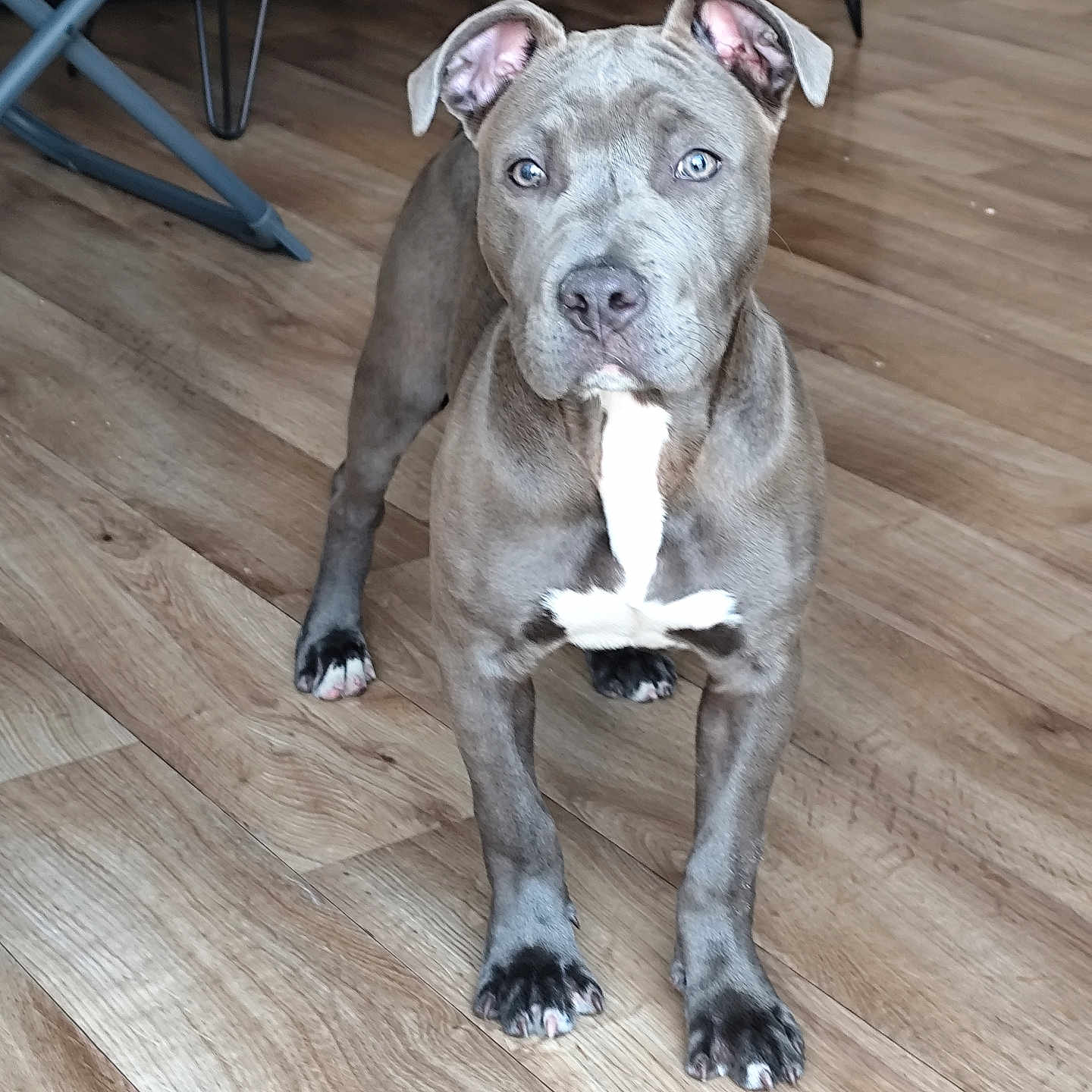 Aîka a rejoint le concours — aidez-le/la à gagner de superbes lots ! animal, bulldog, canine, chair, dog, face, furniture, hardwood, hound, indoors, interiordesign, machine, pet, pitbull, plywood, puppy, snout, spoke, stainedwood, wood