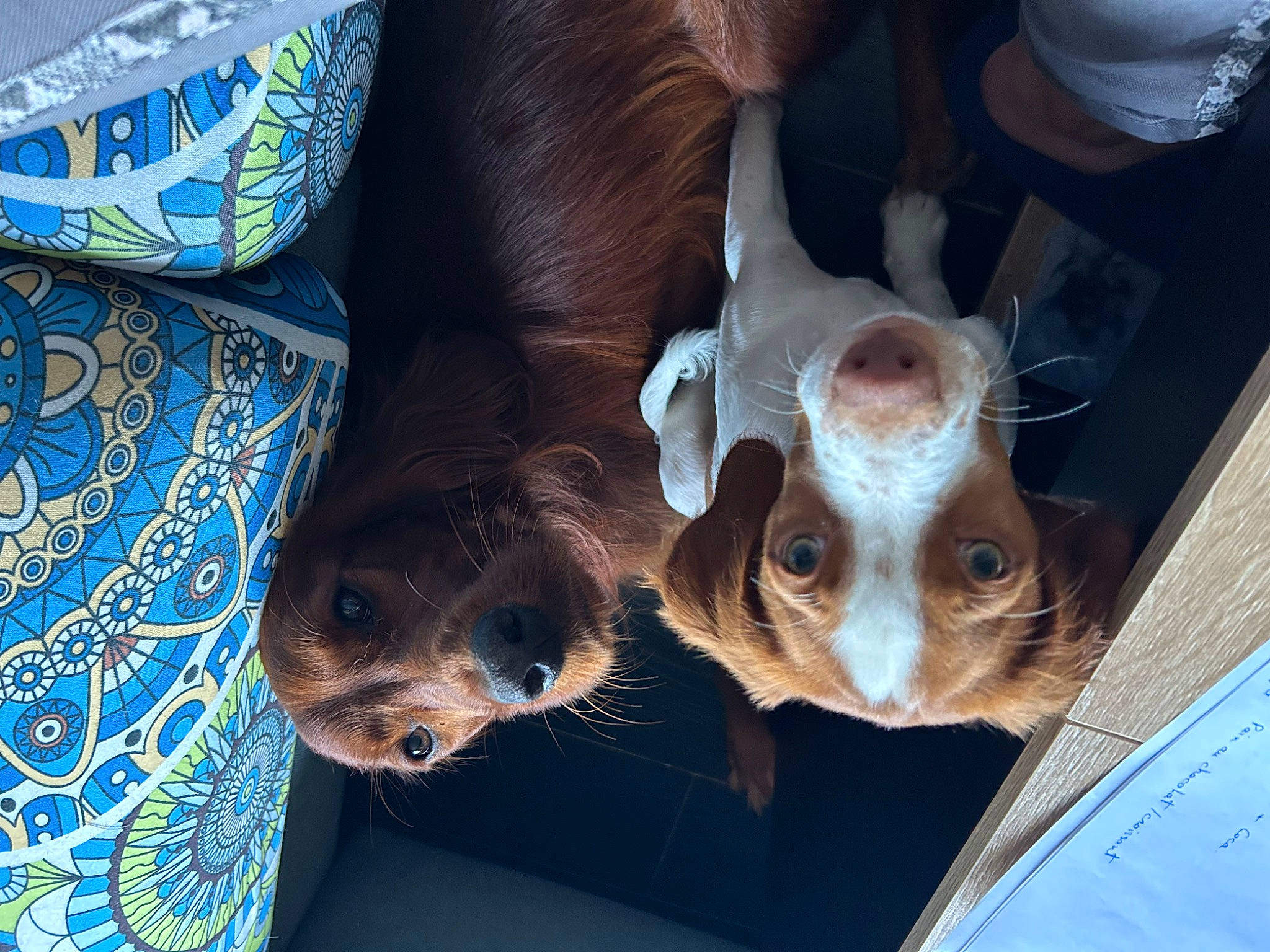 Raika a rejoint le concours — aidez-le/la à gagner de superbes lots ! canidae, carnivore, child, companion_dog, dog_breed, electric_blue, eye, fawn, felidae, fur, head, puppy, small_to_medium_sized_cats, snout, sporting_group, tree, whiskers, wood, working_animal