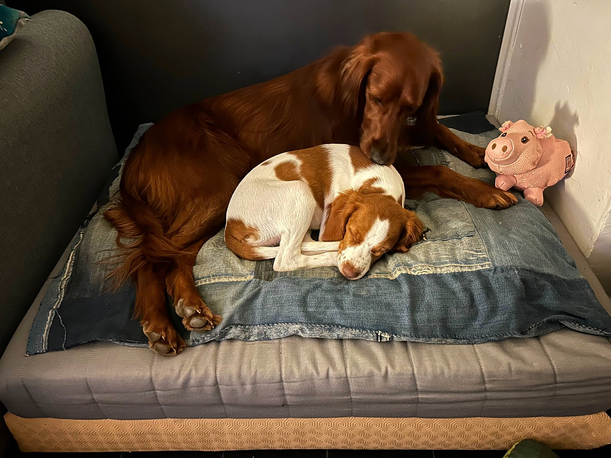 Raika participe au concours pour gagner de l'argent avec cette photo : armrest, brown, canidae, carnivore, comfort, companion_dog, dog, dog_breed, dog_supply, fawn, flooring, hardwood, linens, liver, pet_supply, room, sporting_group, tail, wood, working_animal