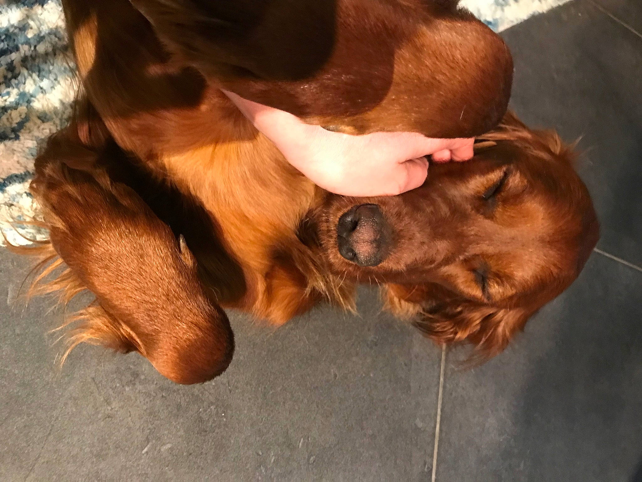 Raika a rejoint le concours — aidez-le/la à gagner de superbes lots ! canidae, carnivore, companion_dog, dog, dog_breed, ear, fawn, fur, gesture, hat, human_leg, liver, natural_material, snout, sporting_group, tail, terrestrial_animal, whiskers, wood, working_animal