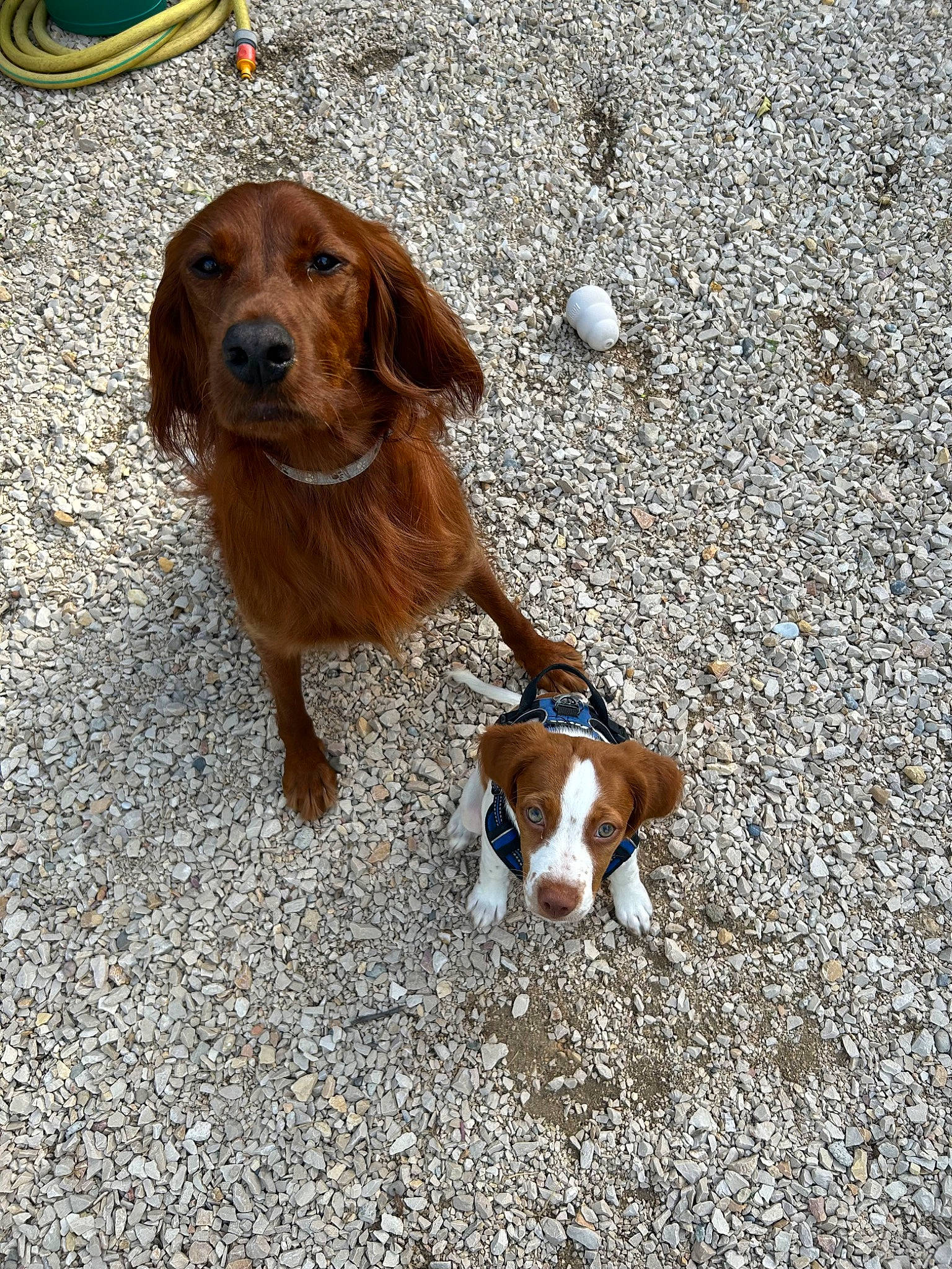 Uby a rejoint le concours — aidez-le/la à gagner de superbes lots ! canidae, carnivore, collar, companion_dog, dog, dog_breed, fawn, gun_dog, hound, hunting_dog, liver, scent_hound, snout, sporting_group, tail, working_animal