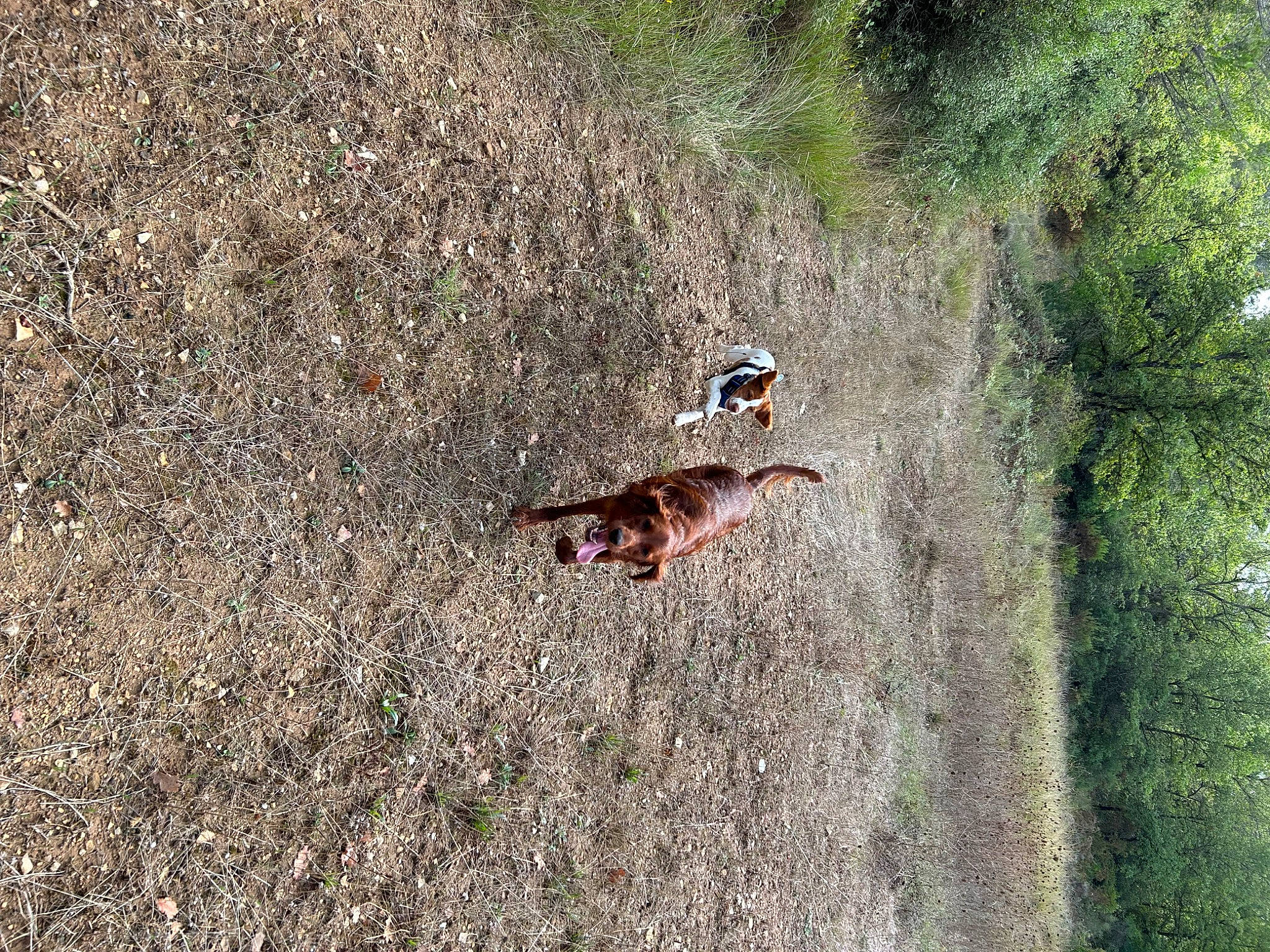 Uby a rejoint le concours — aidez-le/la à gagner de superbes lots ! carnivore, fawn, felidae, grass, grass_family, grassland, groundcover, landscape, natural_landscape, phasianidae, plant, plant_community, shrubland, slope, soil, tail, terrestrial_animal, tree, wildlife, wood