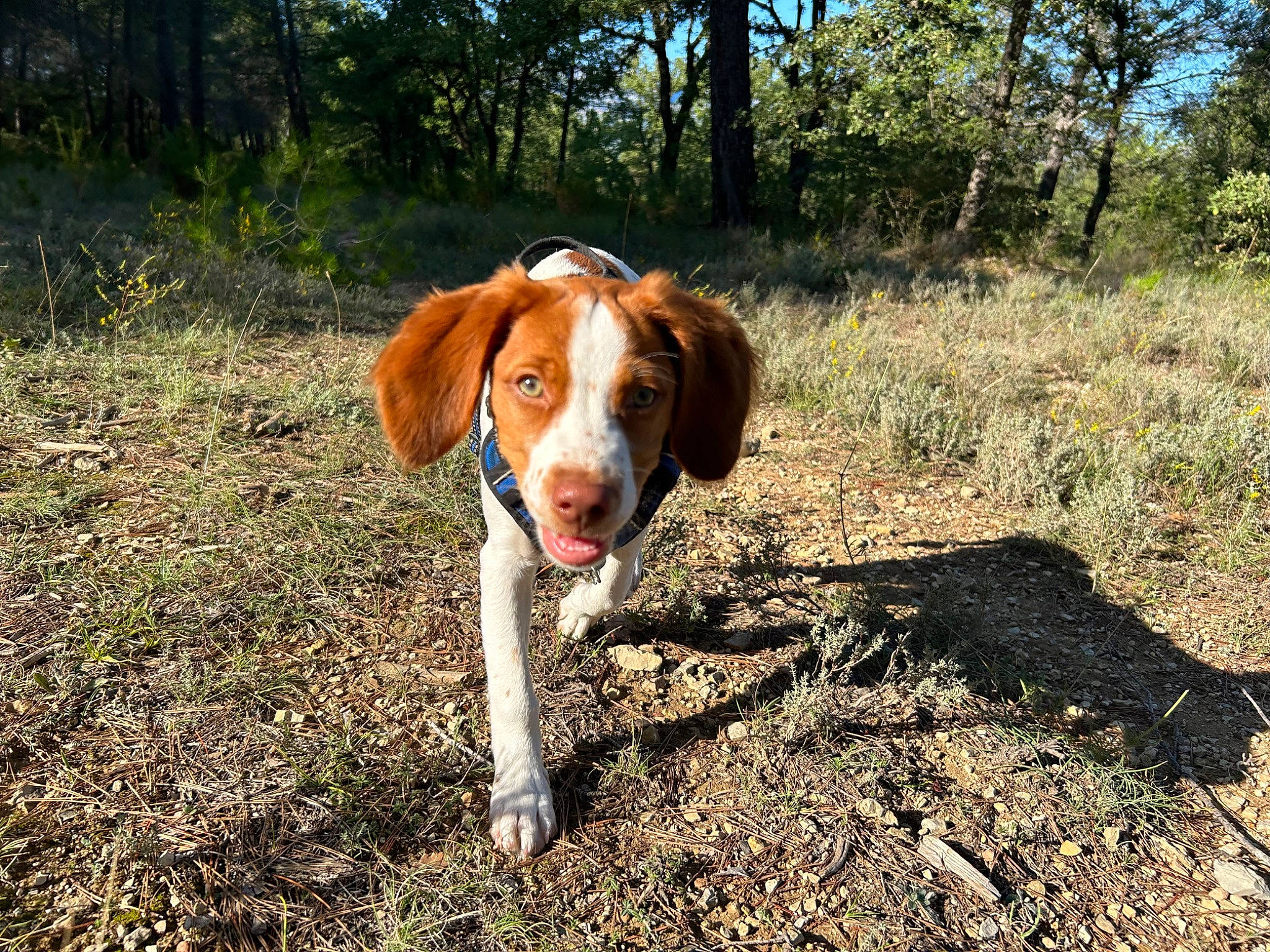 Uby a rejoint le concours — aidez-le/la à gagner de superbes lots ! adventure, canidae, carnivore, companion_dog, dog, dog_breed, gun_dog, hound, hunting_dog, liver, plant, scent_hound, sky, soil, sporting_group, tail, tree, walking, working_dog