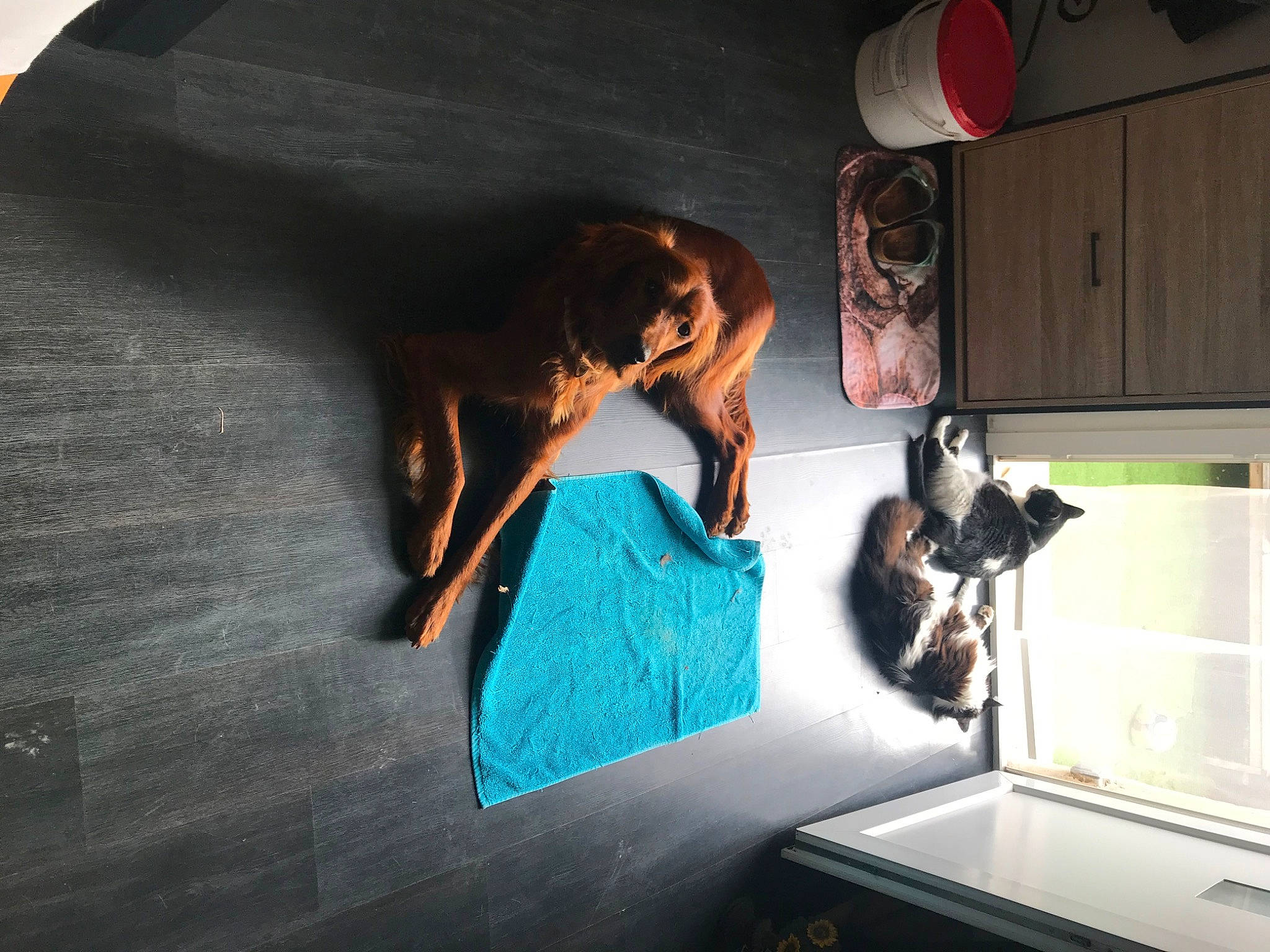 Touffu a rejoint le concours — aidez-le/la à gagner de superbes lots ! automotive_design, comfort, darkness, display_device, flash_photography, fun, graphics, leisure, machine, room, shadow, sitting, t_shirt, tints_and_shades, visual_arts