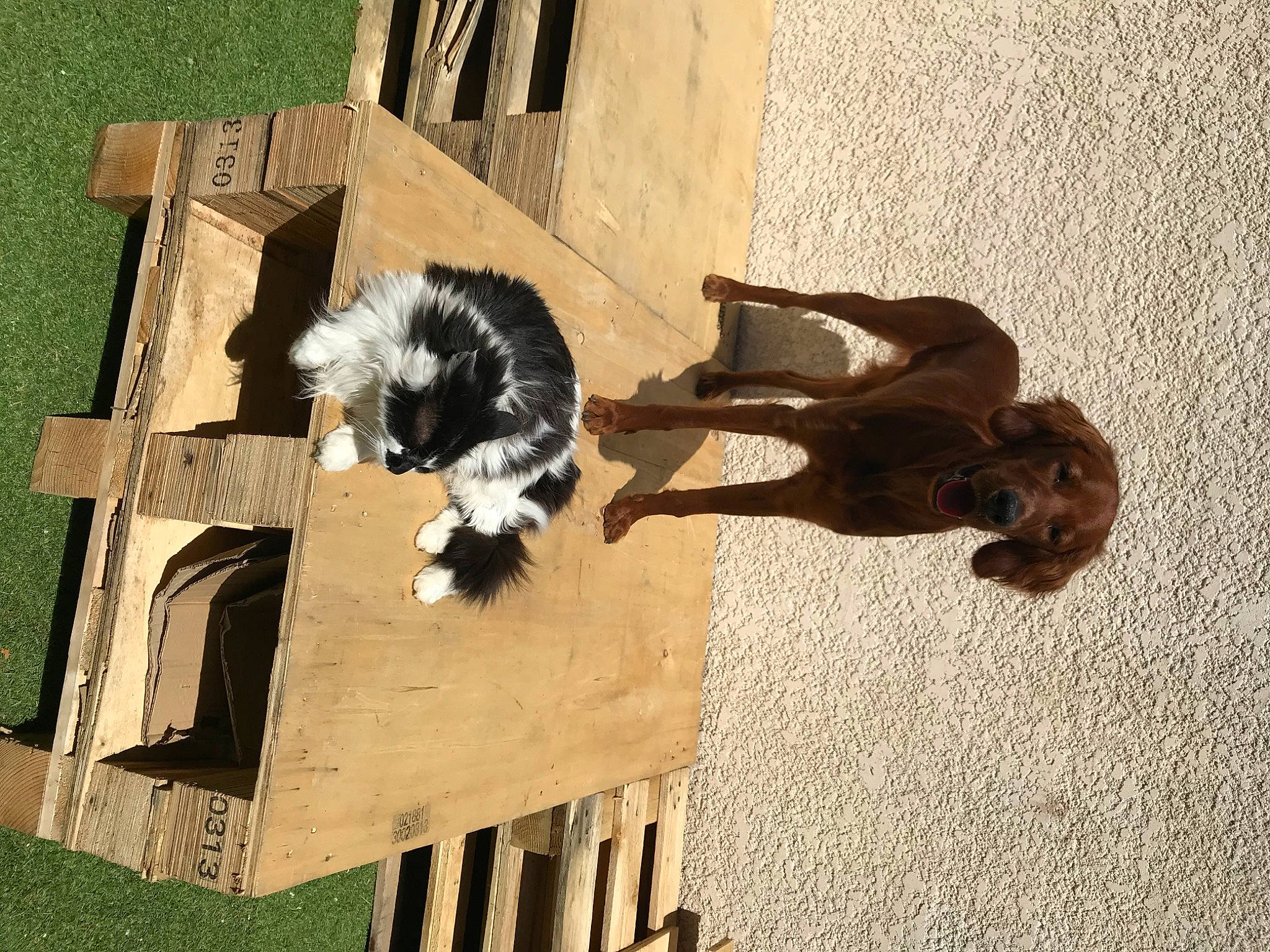 Touffu participe au concours pour gagner de l'argent avec cette photo : art, border_collie, canidae, carnivore, companion_dog, dog, dog_breed, felidae, fur, hardwood, herding_dog, house, shadow, small_to_medium_sized_cats, sporting_group, tail, tree, window, wood, working_animal