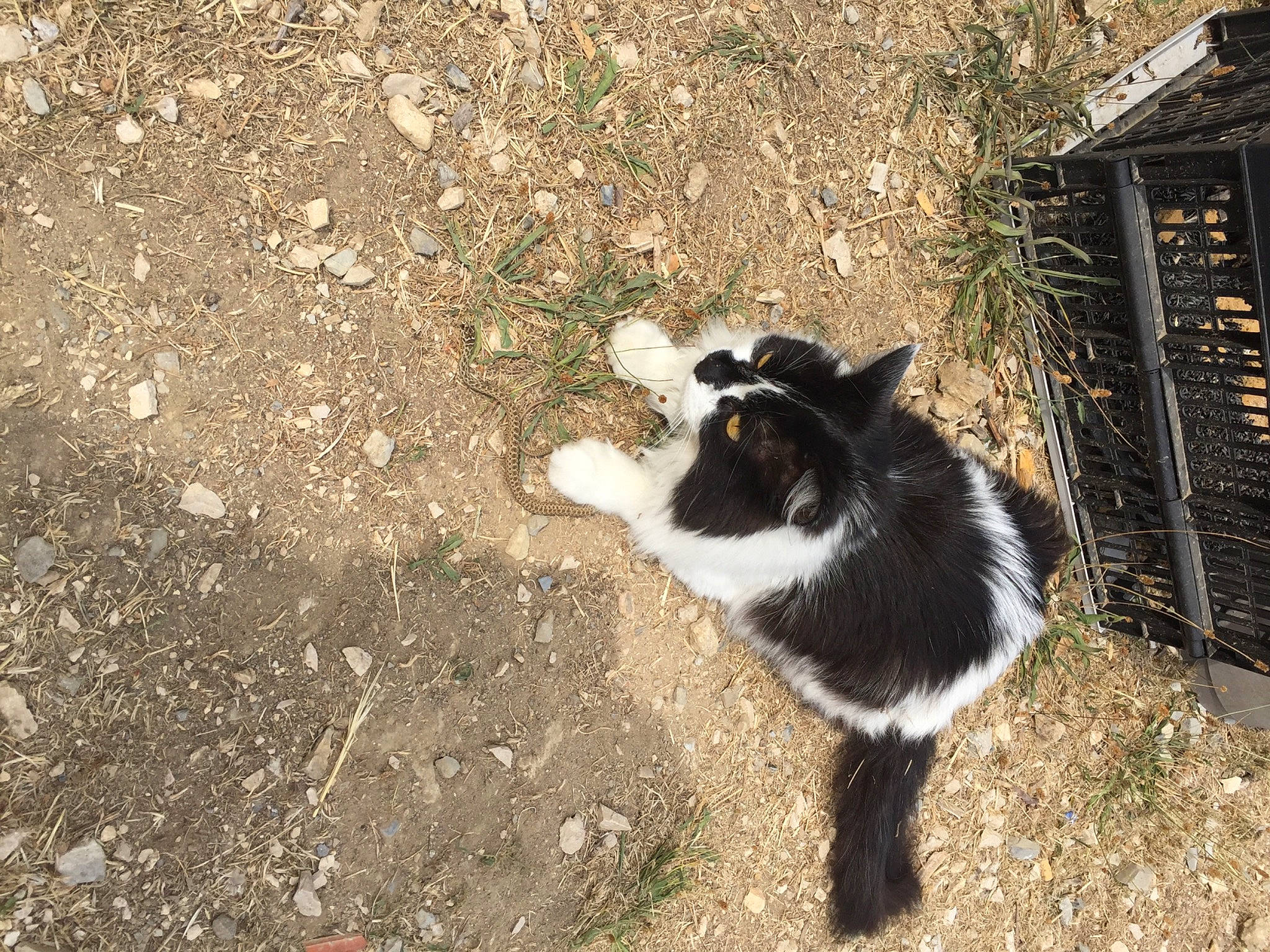 Touffu a rejoint le concours — aidez-le/la à gagner de superbes lots ! canidae, carnivore, cat, dog_breed, domestic_short_haired_cat, felidae, fur, grass, herding_dog, plant, shadow, small_to_medium_sized_cats, soil, sporting_group, tail, terrestrial_animal, whiskers