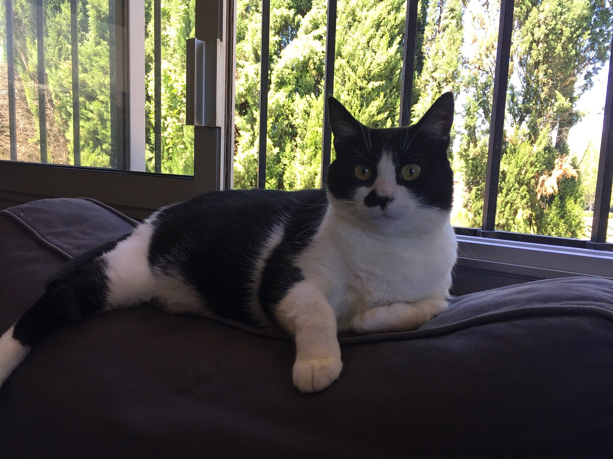 India participe au concours pour gagner de l'argent avec cette photo : carnivore, cat, comfort, domestic_short_haired_cat, felidae, fur, grass, monochrome_photography, plant, porch, shade, sitting, small_to_medium_sized_cats, snout, tail, tints_and_shades, tree, whiskers, window, wood