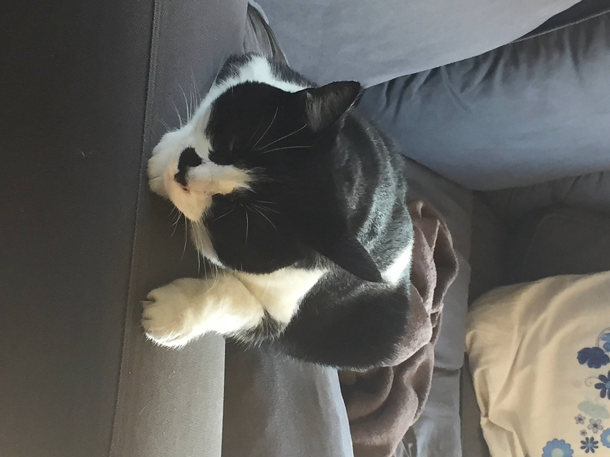 India participe au concours pour gagner de l'argent avec cette photo : carnivore, cat, claw, comfort, dog_breed, domestic_short_haired_cat, felidae, fur, linens, nap, paw, small_to_medium_sized_cats, snout, tail, terrestrial_animal, whiskers