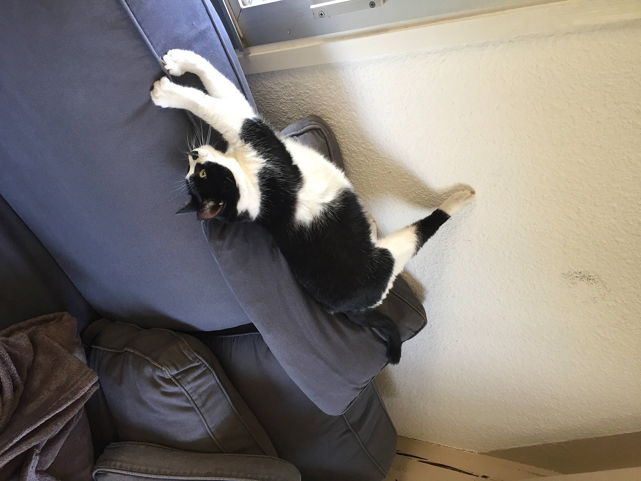 India a rejoint le concours — aidez-le/la à gagner de superbes lots ! auto_part, canidae, carnivore, cat, comfort, companion_dog, domestic_short_haired_cat, elbow, felidae, formal_wear, fur, human_leg, leg, room, small_to_medium_sized_cats, tail, thigh, vehicle_door, whiskers, window