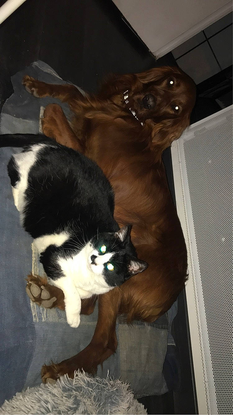 India a rejoint le concours — aidez-le/la à gagner de superbes lots ! canidae, carnivore, cat, companion_dog, dog_breed, domestic_short_haired_cat, fawn, felidae, fur, hardwood, liver, small_to_medium_sized_cats, snout, sporting_group, tail, terrestrial_animal, tree, whiskers, wood, working_animal