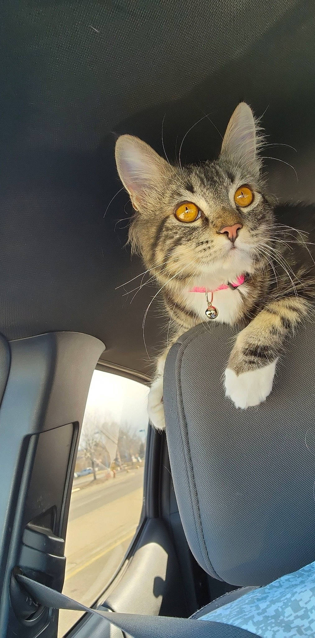Gizzy joined the competition — help win amazing prizes! automotive_lighting, automotive_mirror, car, carnivore, cat, domestic_short_haired_cat, felidae, fur, head_restraint, paw, rear_view_mirror, small_to_medium_sized_cats, snout, tail, tints_and_shades, vehicle, vehicle_door, whiskers, window, windshield