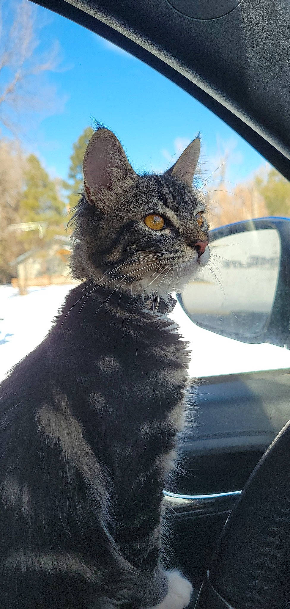 Gizzy is registered to the contest to win money with this photo: automotive_exterior, automotive_lighting, automotive_mirror, automotive_tire, carnivore, cat, felidae, fender, hood, iris, motor_vehicle, rear_view_mirror, sky, small_to_medium_sized_cats, snout, snow, tree, vehicle_door, whiskers, window