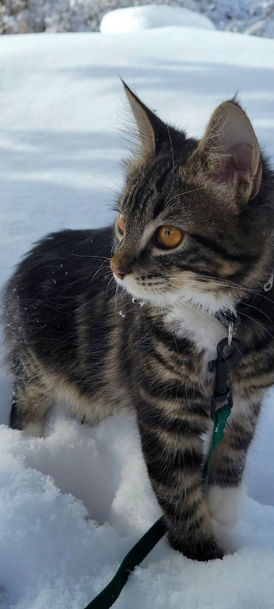 Gizzy joined the competition — help win amazing prizes! carnivore, cat, claw, domestic_short_haired_cat, eye, felidae, freezing, fur, paw, sitting, small_to_medium_sized_cats, snout, snow, tail, terrestrial_animal, whiskers, wildlife, window, winter