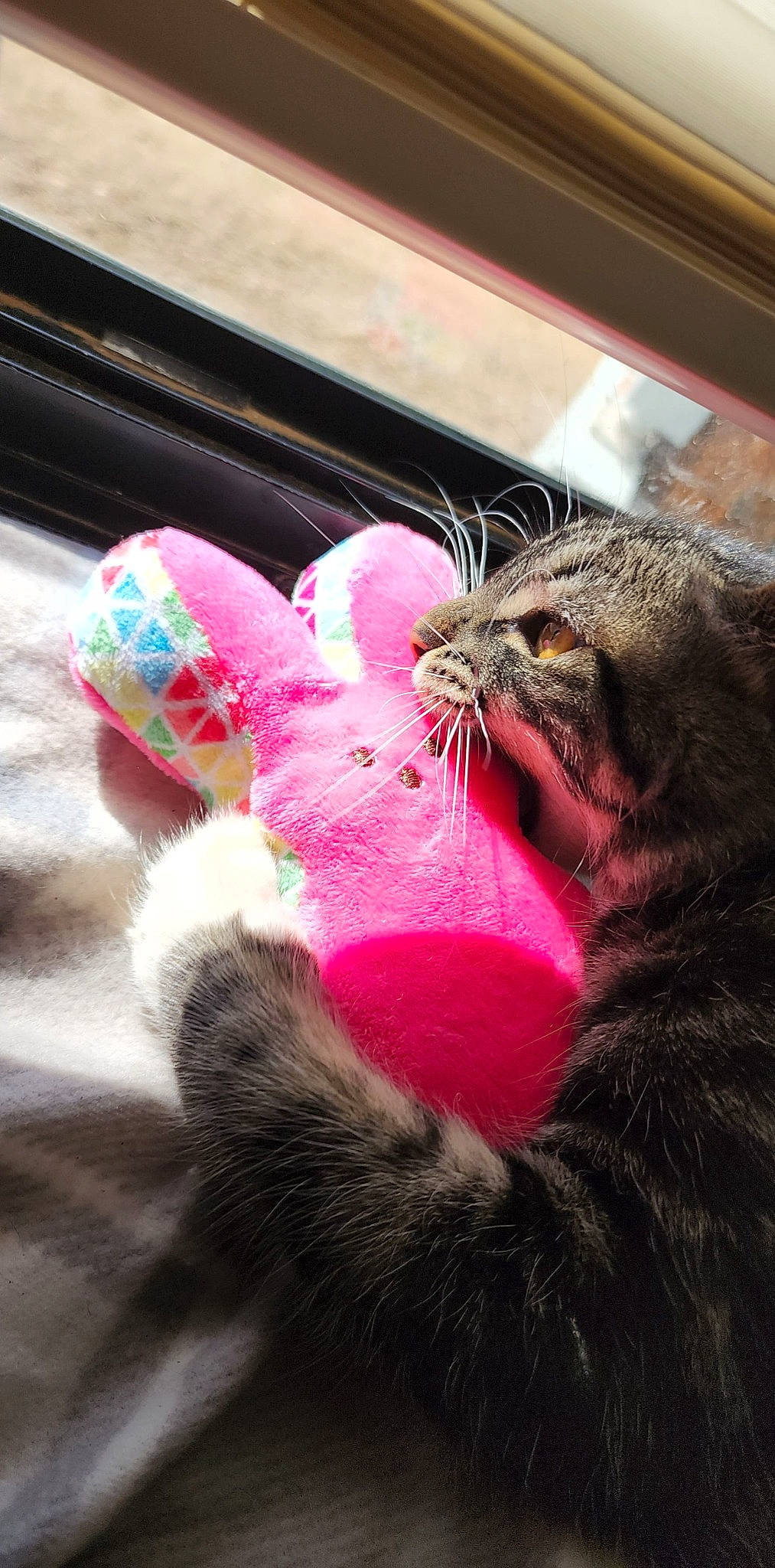 Gizzy is registered to the contest to win money with this photo: bombay, carnivore, cat, claw, comfort, domestic_short_haired_cat, felidae, foot, fur, gesture, human_leg, magenta, nail, paw, pink, small_to_medium_sized_cats, snout, tail, whiskers, window