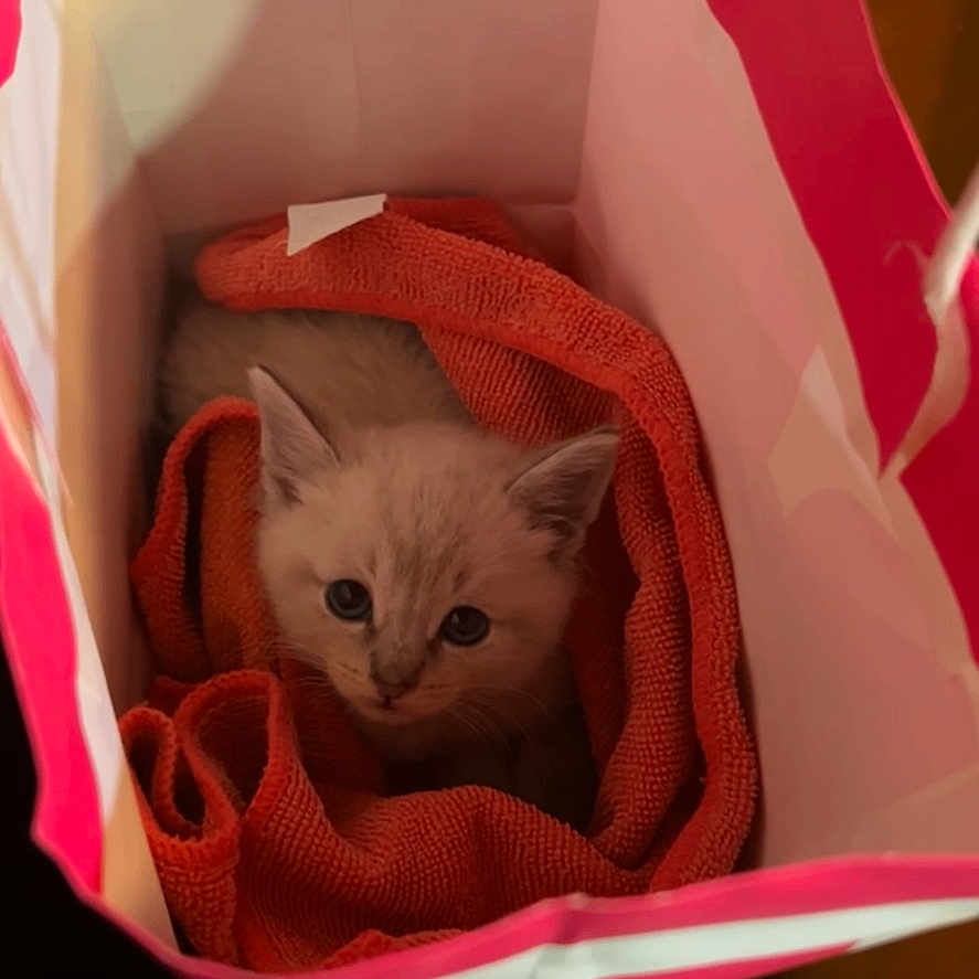 Olive Oliver joined the competition — help win amazing prizes! animal, cat, cozy, curious, cute, domestic_animal, ears, fur, indoor, kitten, looking_up, orange_towel, paper_bag, pet, resting, small, snug, soft, whiskers, young