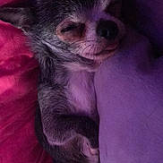 Harry a rejoint le concours — aidez-le/la à gagner de superbes lots ! animal, bed, blanket, chihuahua, companion, cozy, cute, dog, fur, indoor, nap, pet, pillow, pink, purple, relaxed, resting, sleeping, small_dog, stuffed_animal