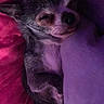 animal, bed, blanket, chihuahua, companion, cozy, cute, dog, fur, indoor, nap, pet, pillow, pink, purple, relaxed, resting, sleeping, small_dog, stuffed_animal