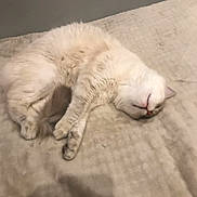 Luna a rejoint le concours — aidez-le/la à gagner de superbes lots ! animal, bed, blanket, cat, cozy, cute, domestic, feline, fluffy, fur, indoor, mammal, peaceful, pet, quiet, relaxed, resting, sleeping, soft, white_cat