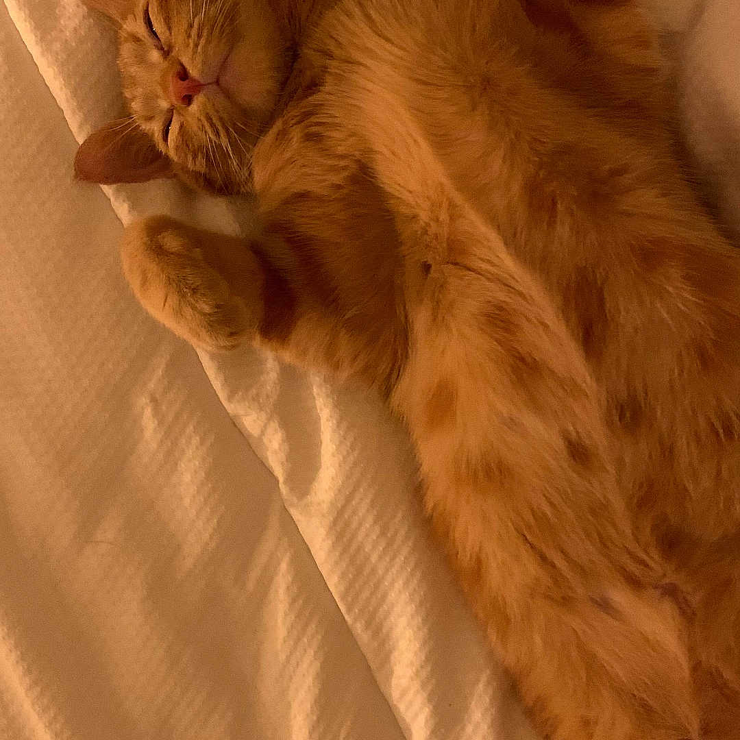 Simba a rejoint le concours — aidez-le/la à gagner de superbes lots ! animal, bed, blanket, cat, closeup, comfort, cozy, cute, feline, fur, indoor, orange_tabby, paws, pet, relaxed, resting, sleeping, soft, texture, whiskers