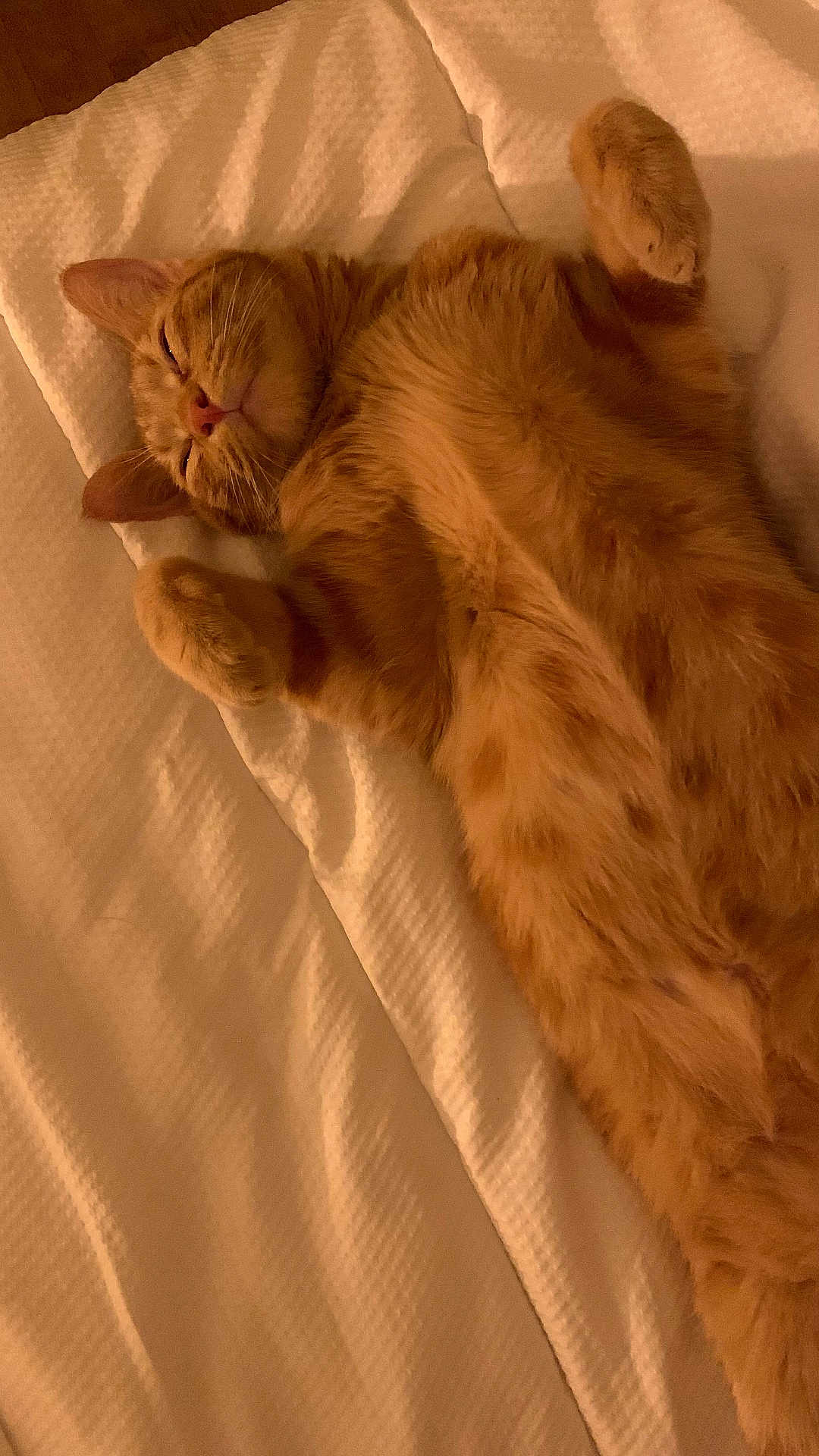 Simba