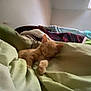cat, kitten, sleeping, bed, blanket, indoor, feline, cozy, resting, orange_cat, soft_light, window_light, comfort, nap, domestic_animal, fur, paw, peaceful, animal, quiet