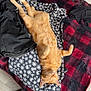 cat, ginger_cat, sleeping, clothes, blanket, red_and_black_checkered, indoor, cozy, relaxation, pet, feline, fur, paw, resting, home, comfort, fabric, hanger, floor, footwear