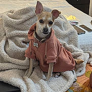 Bambi joined the competition — help win amazing prizes! dog, small_dog, hoodie, pet_clothing, blanket, bedroom, bed, furniture, indoor, pet, ears, collar, tag, resting, fluffy, cute, animal, canine, looking, sitting