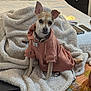 dog, small_dog, hoodie, pet_clothing, blanket, bedroom, bed, furniture, indoor, pet, ears, collar, tag, resting, fluffy, cute, animal, canine, looking, sitting