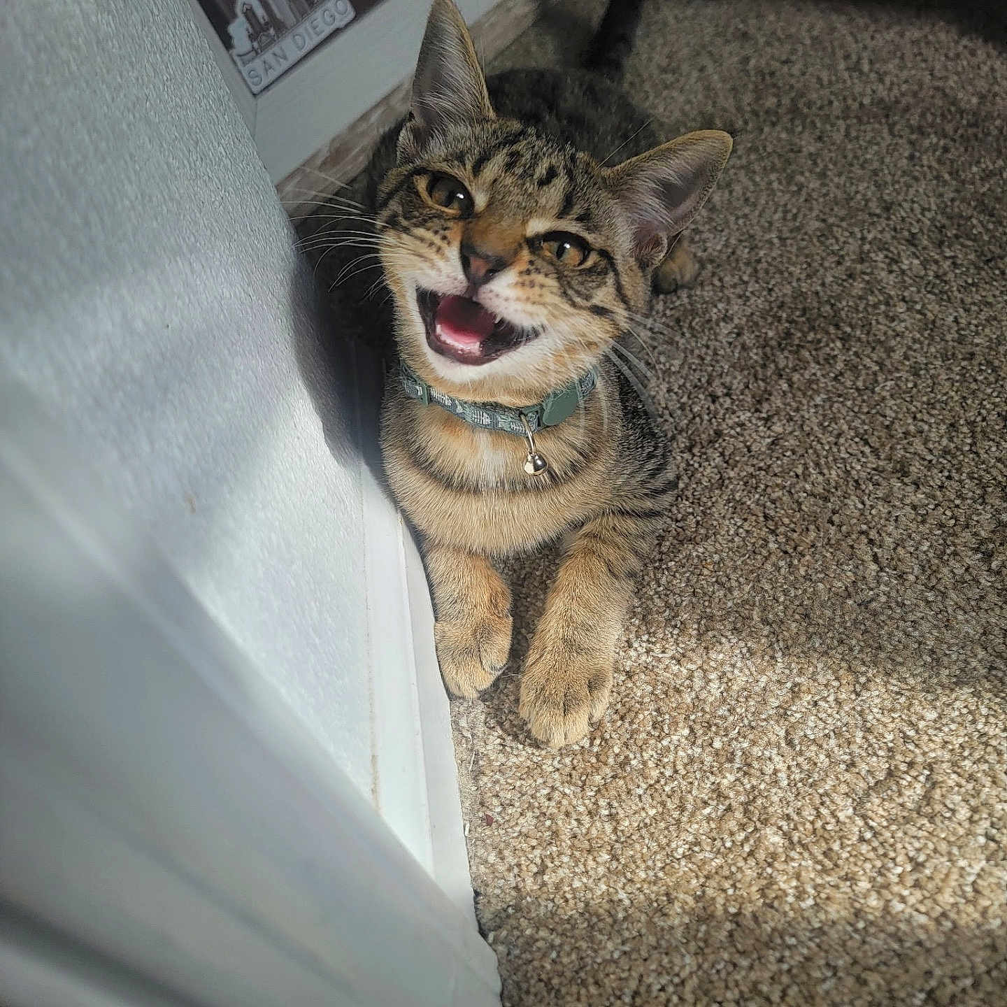 Rocky joined the competition — help win amazing prizes! abyssinian, animal, architecture, bodypart, building, cat, face, head, indoors, kitten, manx, mouth, outdoors, person, pet, photography, portrait, teeth, tongue, wood