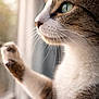 cat, feline, close_up, portrait, paw, whiskers, green_eye, profile, window, looking_out, indoor, soft_light, fur, nose, reflection, curtain, bokeh, relaxed, curiosity, tabby