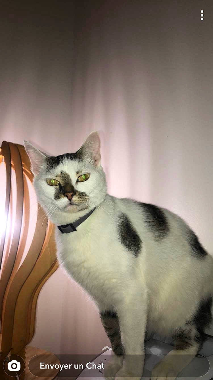 Miou participe au concours pour gagner de l'argent avec cette photo : ball, carnivore, cat, darkness, domestic_short_haired_cat, felidae, fur, lamp, light_fixture, paw, photo_caption, plant, small_to_medium_sized_cats, snout, still_life_photography, tail, terrestrial_animal, whiskers, wildlife