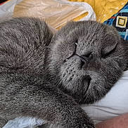 Grey is registered to the contest to win money with this photo: cat, sleeping, grey_fur, whiskers, close_up, pet, animal, feline, cozy, resting, curled_up, indoor, soft, cute, peaceful, fur, nap, relaxed, mammal, domestic_animal