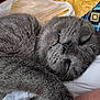 cat, sleeping, grey_fur, whiskers, close_up, pet, animal, feline, cozy, resting, curled_up, indoor, soft, cute, peaceful, fur, nap, relaxed, mammal, domestic_animal