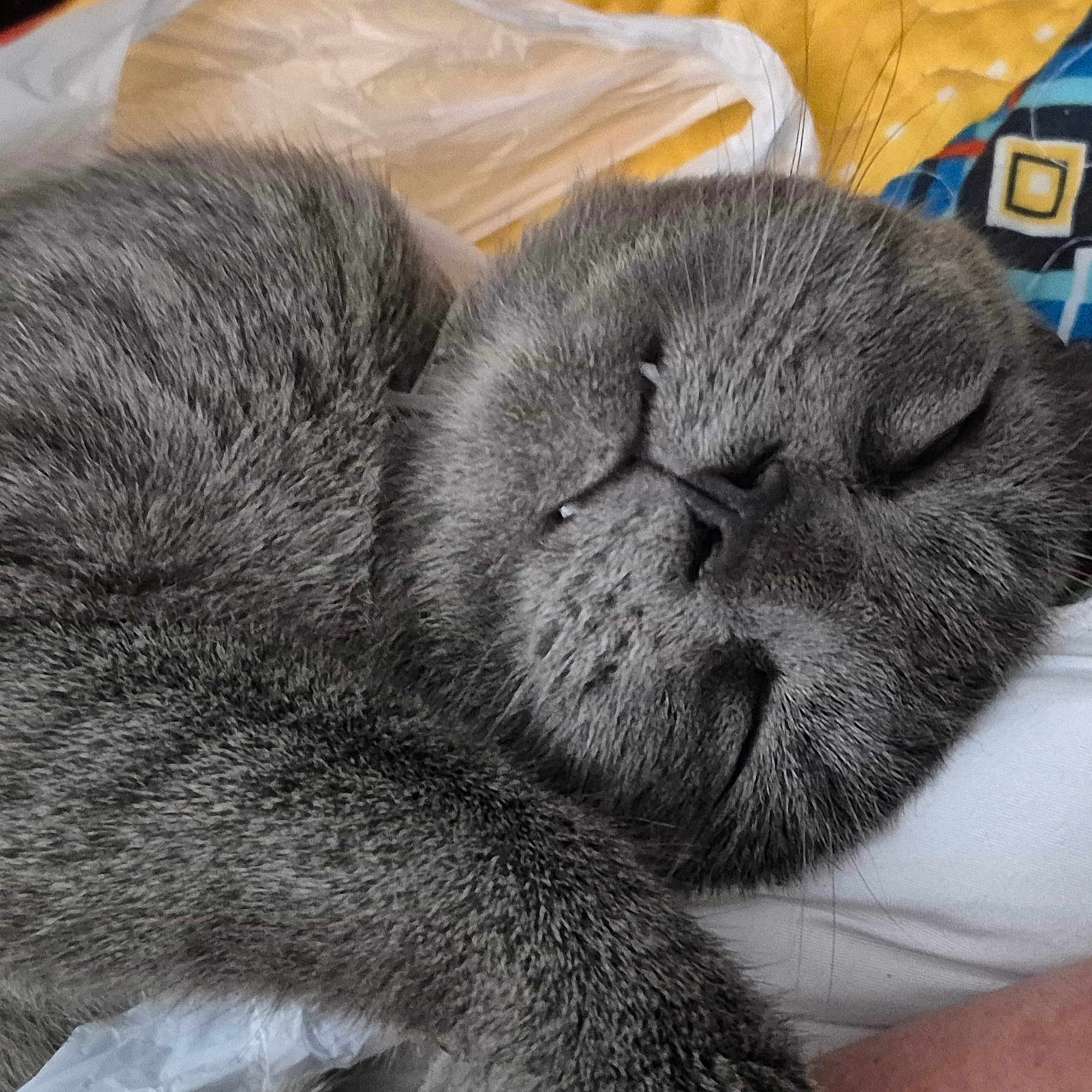 Grey is registered to the contest to win money with this photo: animal, cat, close_up, cozy, curled_up, cute, domestic_animal, feline, fur, grey_fur, indoor, mammal, nap, peaceful, pet, relaxed, resting, sleeping, soft, whiskers