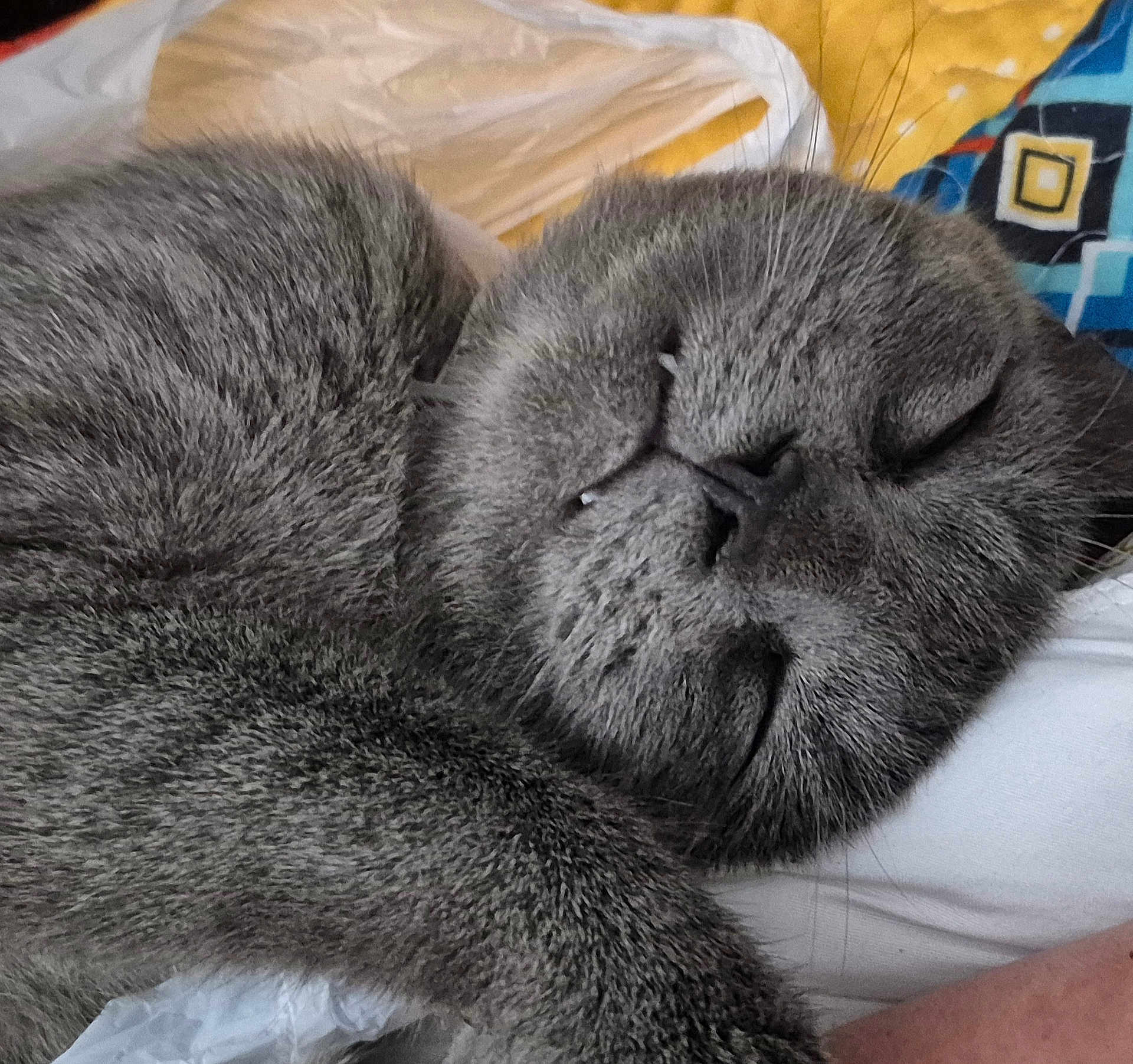 Grey